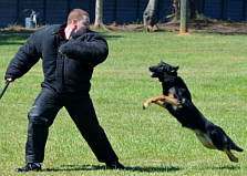 Working Dogs of America